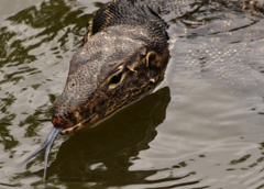 Water monitor